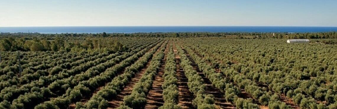 olivenöl-finca-la-gramanosa