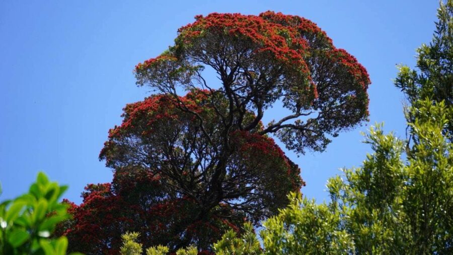 Rata Baum in Neuseeland